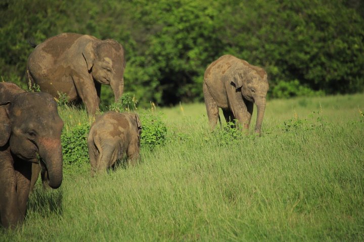 Safari privé d'une demi-journée au parc national Minneriya avec Guide Expert