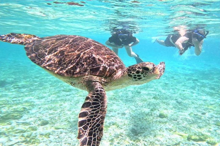 Île d'Iriomote à Okinawa - Excursion d'une journée depuis l'île d'Ishigaki !Plongée en apnée à l'île de Barasu et visite de l'île de Yubu. Photos et location de matériel gratuites.