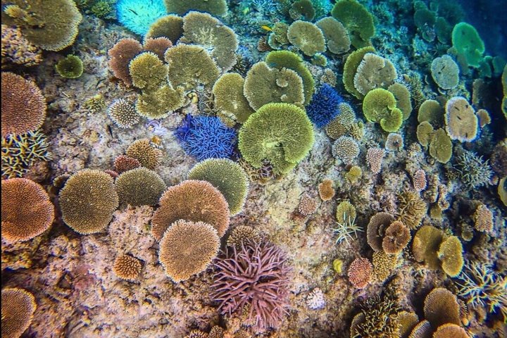 Île d'Iriomote à Okinawa - Excursion d'une journée depuis l'île d'Ishigaki !Plongée en apnée à l'île de Barasu et visite de l'île de Yubu. Photos et location de matériel gratuites.