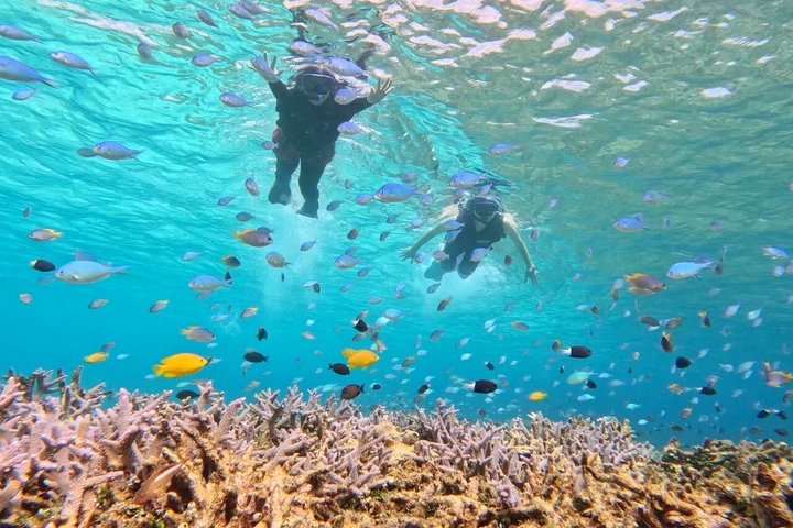Île d'Iriomote à Okinawa - Excursion d'une journée depuis l'île d'Ishigaki !Plongée en apnée à l'île de Barasu et visite de l'île de Yubu. Photos et location de matériel gratuites.