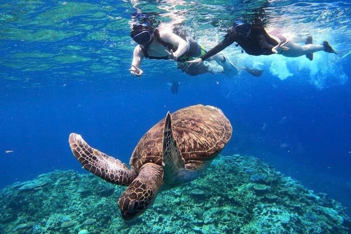Île d'Iriomote à Okinawa - Excursion d'une journée depuis l'île d'Ishigaki !Plongée en apnée à l'île de Barasu et visite de l'île de Yubu. Photos et location de matériel gratuites.