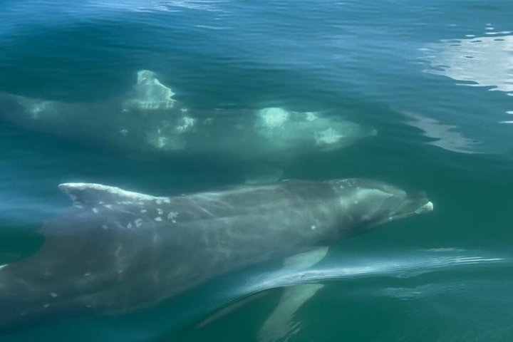 Excursion privée à l'île Tortuga pour 4 personnes avec déjeuner et plongée en apnée