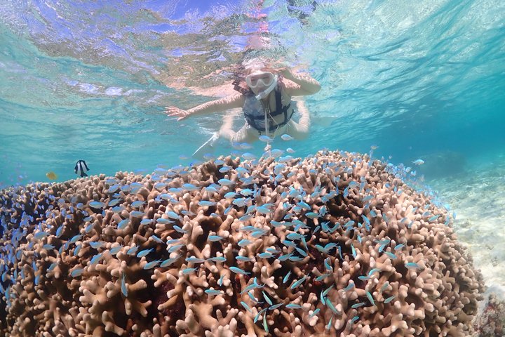 Tour privato di snorkeling di Miyakojima | Guida Inglese fluente