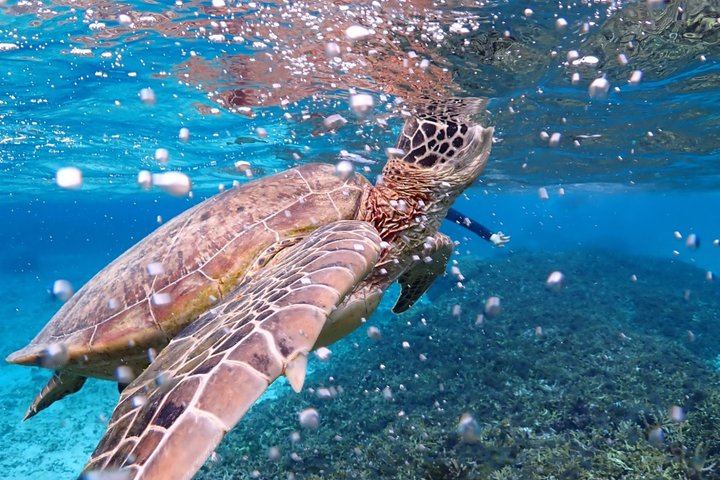 Tour privato di snorkeling di Miyakojima | Guida Inglese fluente