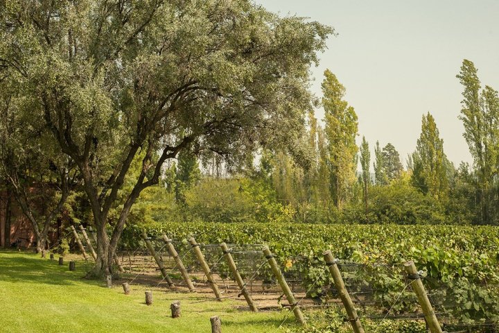 Visita y degustacion en el Enemigo + 2 Bodegas con almuerzo