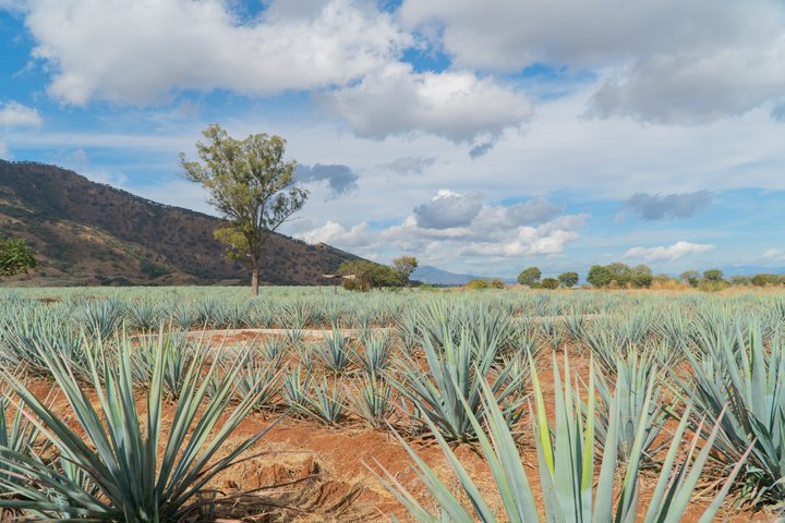 Klassieke tequilatour vanuit Guadalajara en uitgebreide cantaritos bij El Güero!