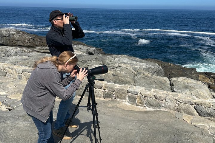 Zapallar Vandring och fågelskådning Penguin Island från Valparaíso