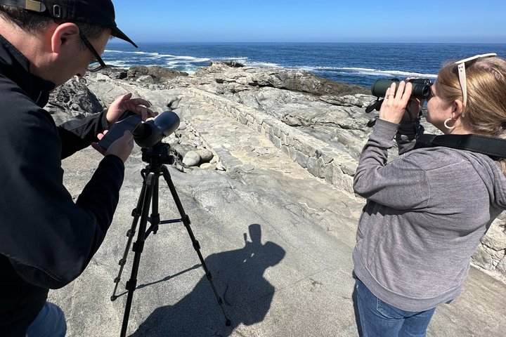 Zapallar Vandring och fågelskådning Penguin Island från Valparaíso