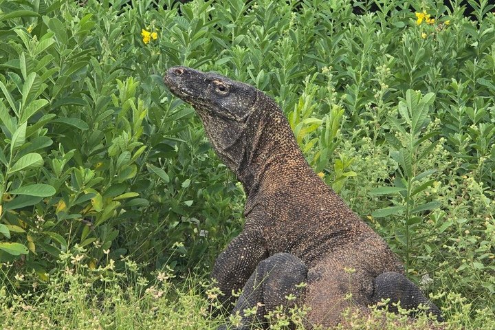 Tour en lancha rápida por el Parque Nacional de Komodo