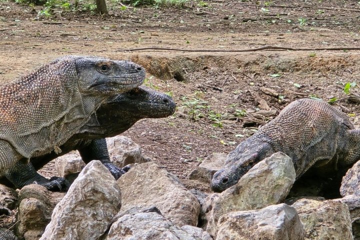 Tour en lancha rápida por el Parque Nacional de Komodo