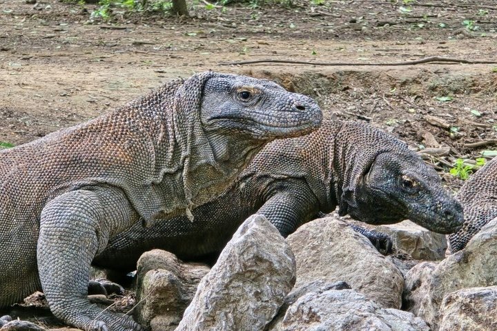 Tour en lancha rápida por el Parque Nacional de Komodo