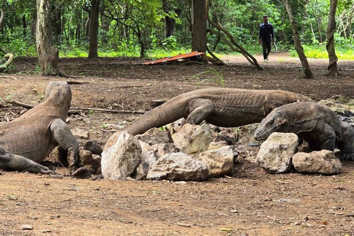 Tour en lancha rápida por el Parque Nacional de Komodo