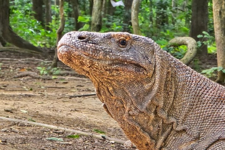 Tour en lancha rápida por el Parque Nacional de Komodo