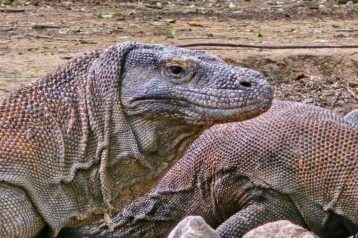 Tour en lancha rápida por el Parque Nacional de Komodo