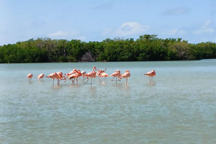 Tour naturalistico a Río Lagartos: coccodrilli e fenicotteri