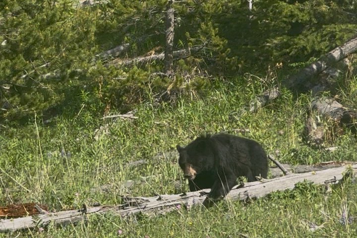Tour di un giorno a Yellowstone Wildlife Safari
