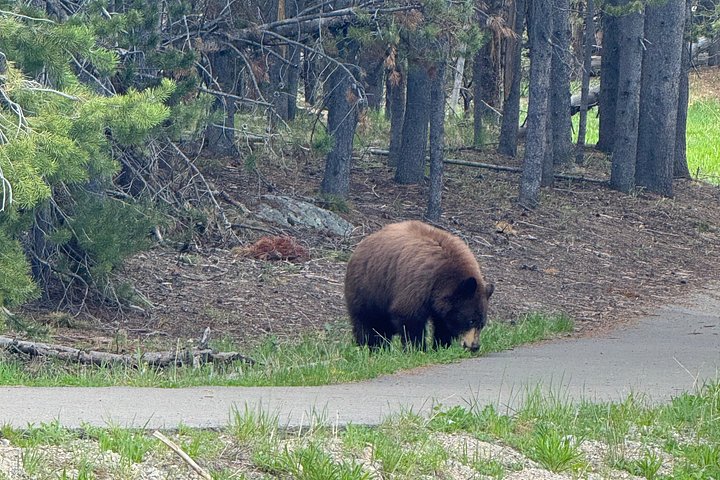 Tour di un giorno a Yellowstone Wildlife Safari