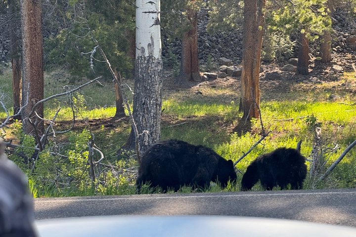 Tour di un giorno a Yellowstone Wildlife Safari