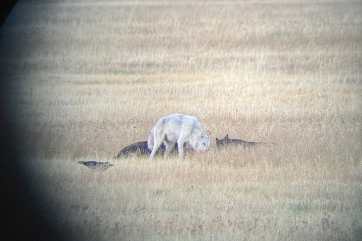 Tour di un giorno a Yellowstone Wildlife Safari
