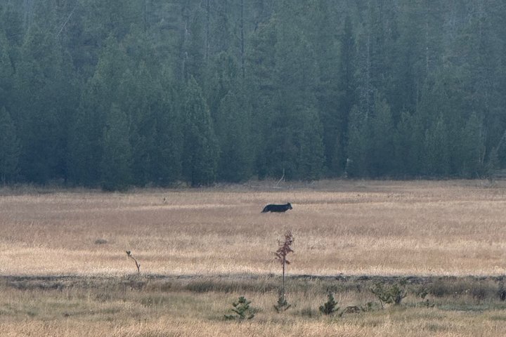 Tour di un giorno a Yellowstone Wildlife Safari