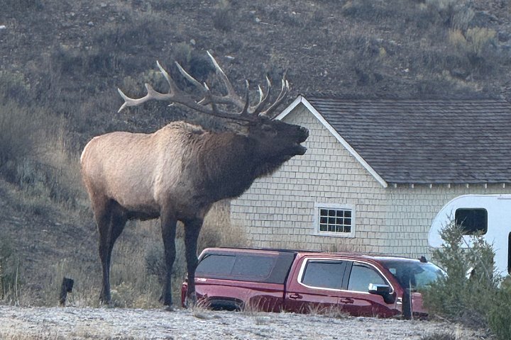 Tour di un giorno a Yellowstone Wildlife Safari