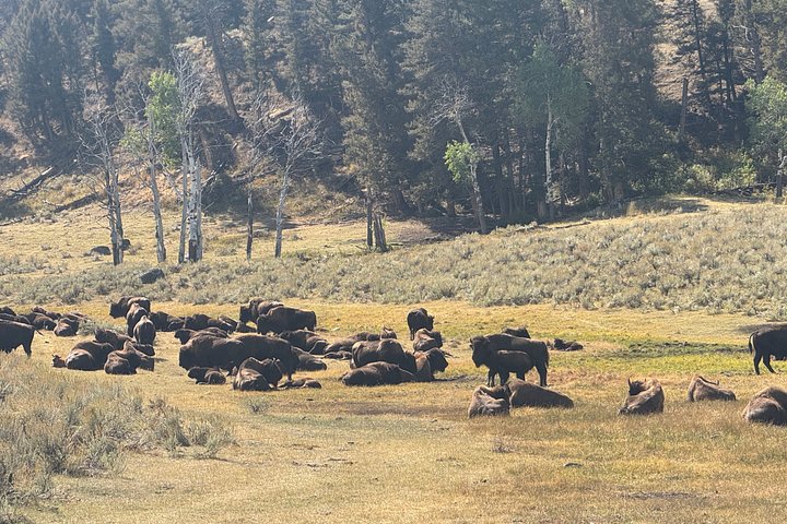 Tour di un giorno a Yellowstone Wildlife Safari