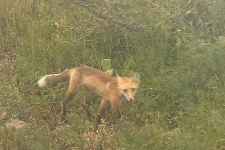 Tour di un giorno a Yellowstone Wildlife Safari