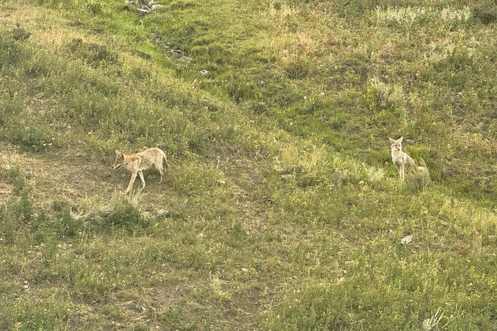 Tour di un giorno a Yellowstone Wildlife Safari
