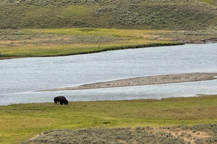 Tour di un giorno a Yellowstone Wildlife Safari