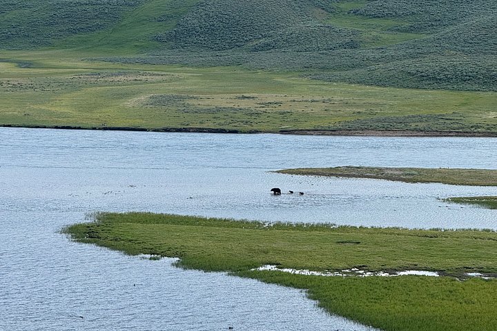 Tour di un giorno a Yellowstone Wildlife Safari