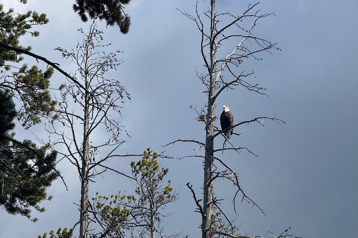 Tour di un giorno a Yellowstone Wildlife Safari