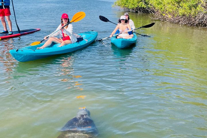 Daytona Beach Delfin & Seekühe Tour – Paddleboard oder Kajak