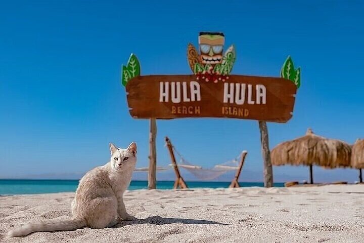 Privat båd , fiskeri , snorkling , delfiner & frokost – Hurghada