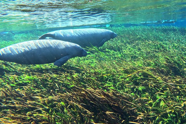 Silver Springs Clear Kayak Manatí, Mono y Vida Silvestre Aventuras