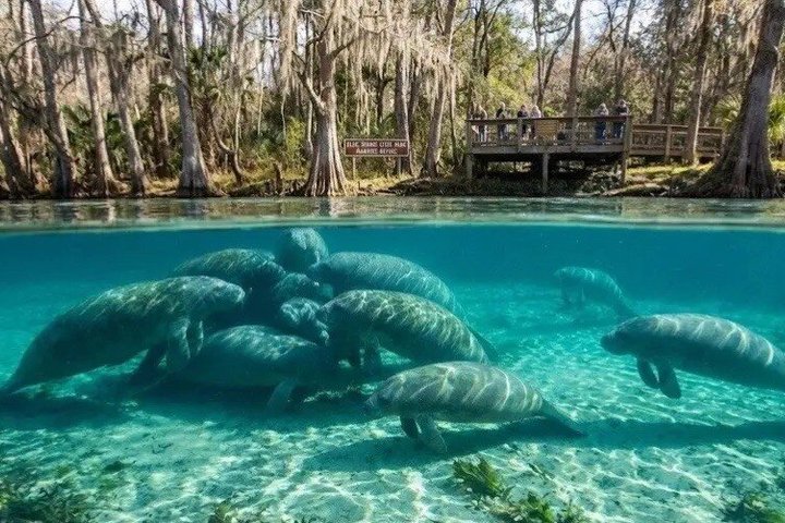 Silver Springs Clear Kayak Manatí, Mono y Vida Silvestre Aventuras