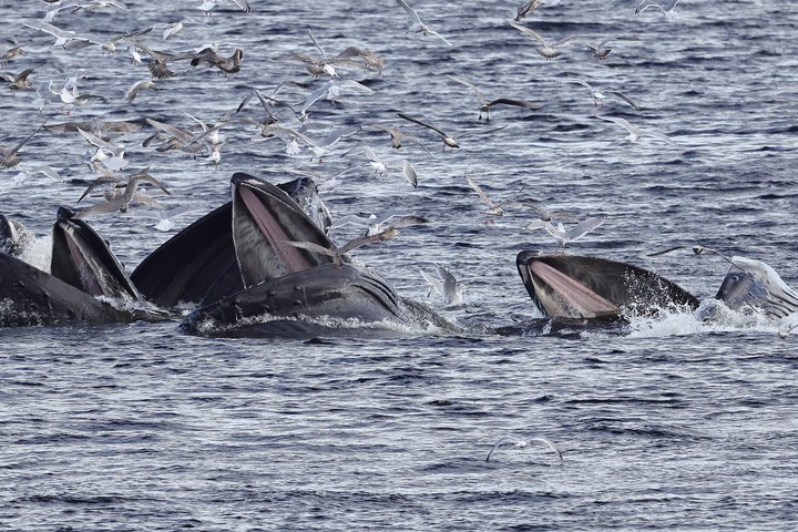 Wale und Mittagessen! Ketchikan's Premier Marine Säugetier Besichtigungstour