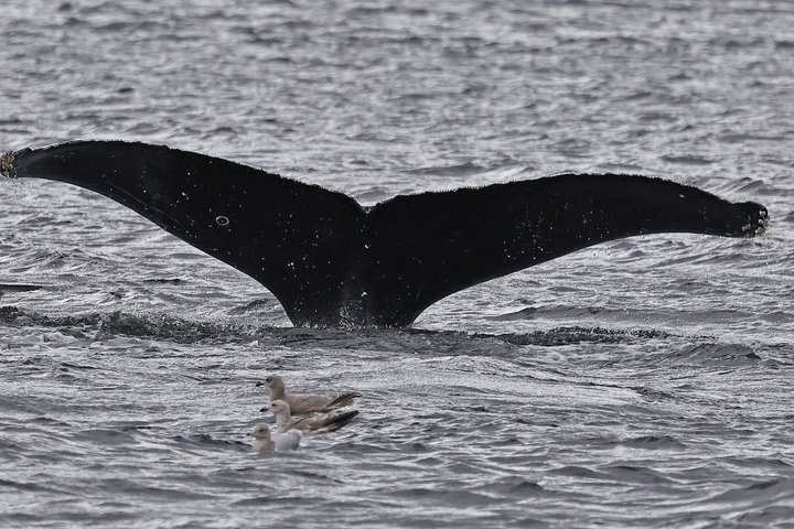Wale und Mittagessen! Ketchikan's Premier Marine Säugetier Besichtigungstour