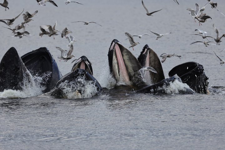 Wale und Mittagessen! Ketchikan's Premier Marine Säugetier Besichtigungstour