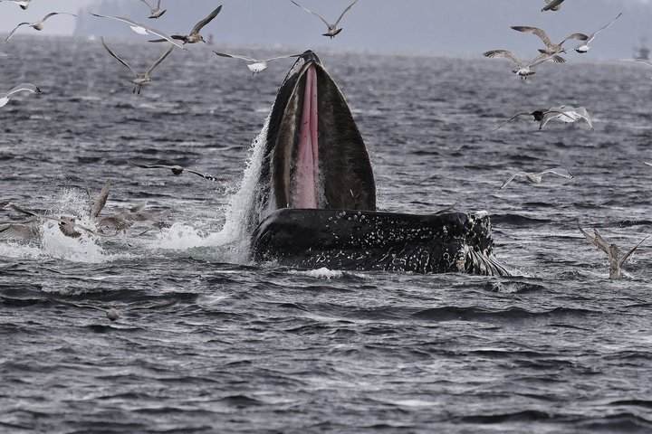 Wale und Mittagessen! Ketchikan's Premier Marine Säugetier Besichtigungstour