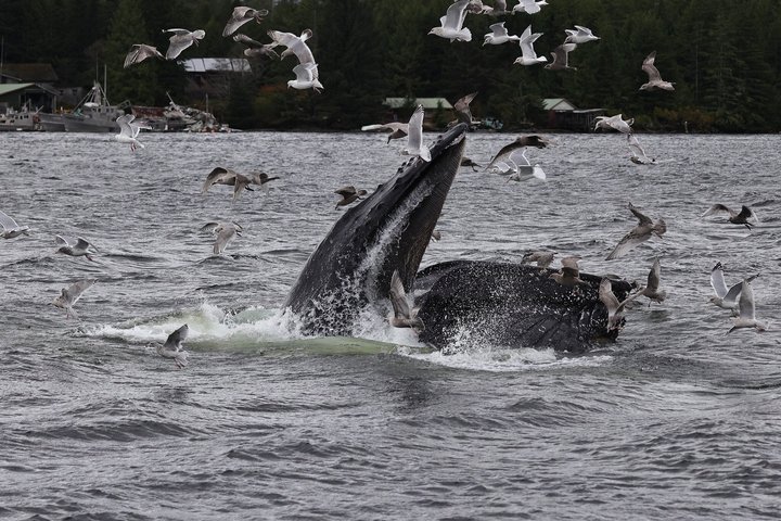 Wale und Mittagessen! Ketchikan's Premier Marine Säugetier Besichtigungstour