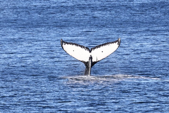 Wale und Mittagessen! Ketchikan's Premier Marine Säugetier Besichtigungstour