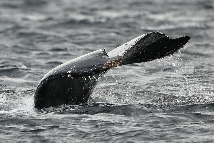 Wale und Mittagessen! Ketchikan's Premier Marine Säugetier Besichtigungstour