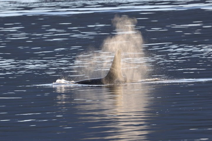 Wale und Mittagessen! Ketchikan's Premier Marine Säugetier Besichtigungstour