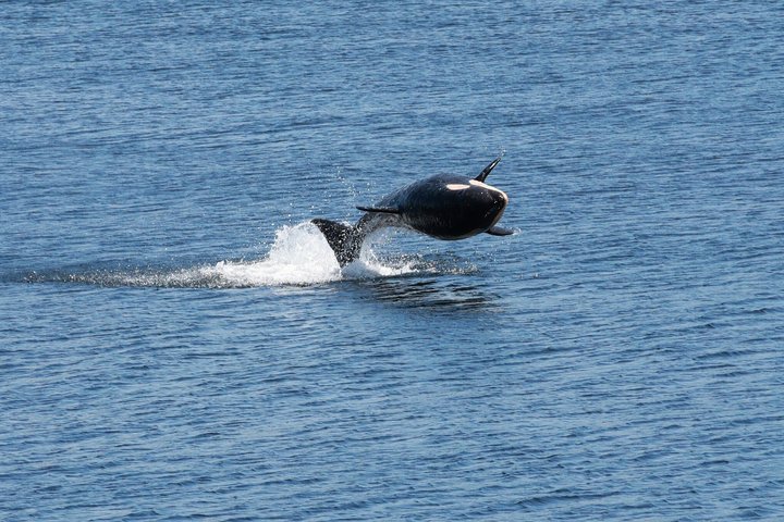 Wale und Mittagessen! Ketchikan's Premier Marine Säugetier Besichtigungstour
