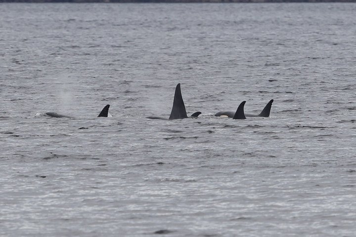 Wale und Mittagessen! Ketchikan's Premier Marine Säugetier Besichtigungstour