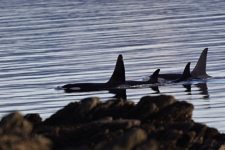 Wale und Mittagessen! Ketchikan's Premier Marine Säugetier Besichtigungstour