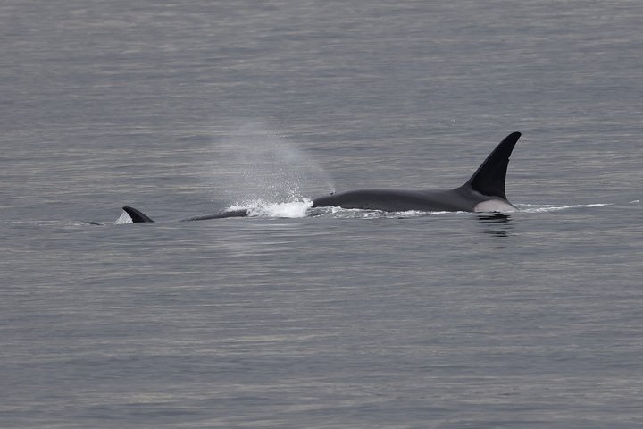 Wale und Mittagessen! Ketchikan's Premier Marine Säugetier Besichtigungstour