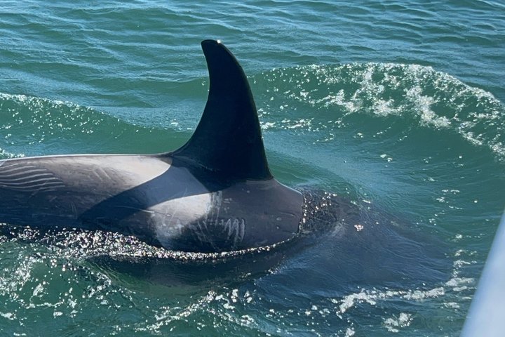 Observación de ballenas con un vistazo en el glaciar Mendenhall