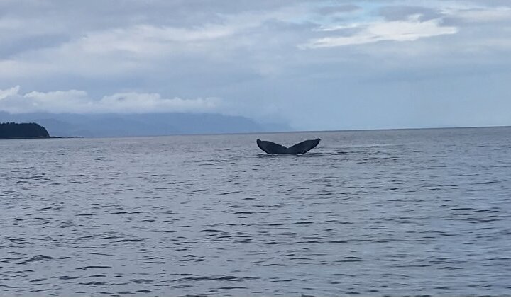Observación de ballenas con un vistazo en el glaciar Mendenhall