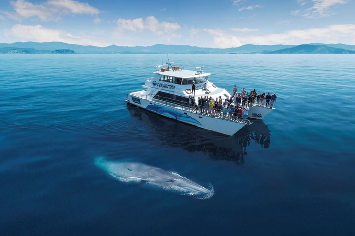 Auckland Eco-safaricruise met dolfijnen en walvissen spotten